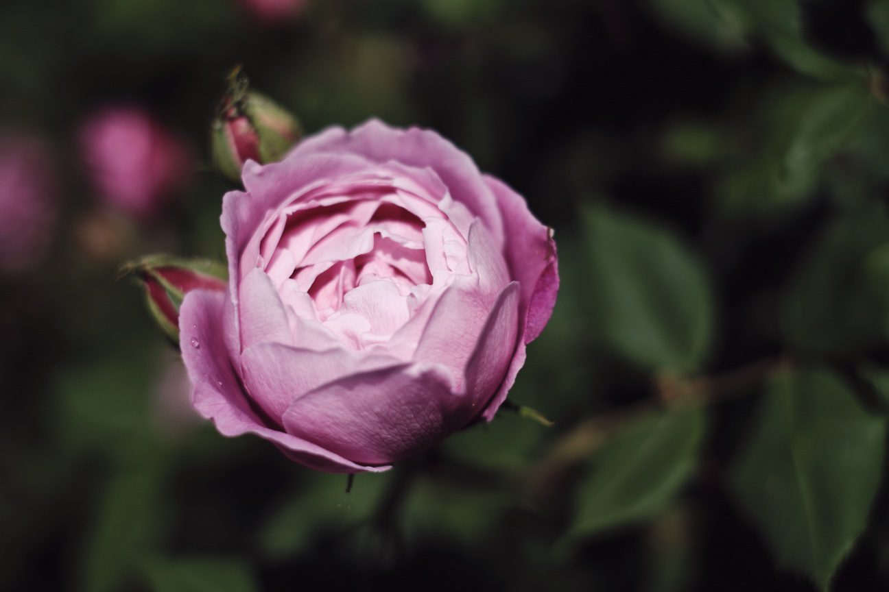 Métamorphose - Rosa-Rosae